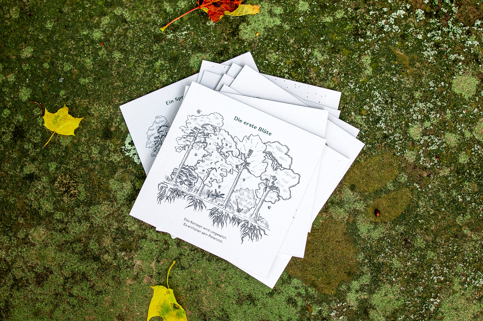 Die erste Blüte
